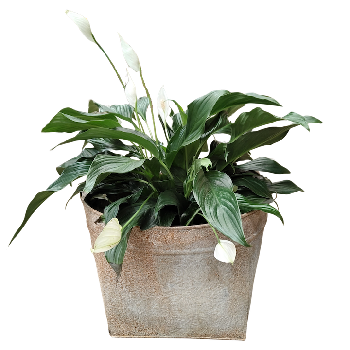 GALVANISED EMBOSSED CONE TUB LARGE