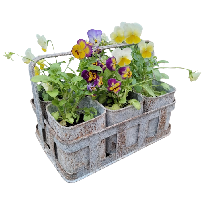 GALVANISED 6 POT CADDY